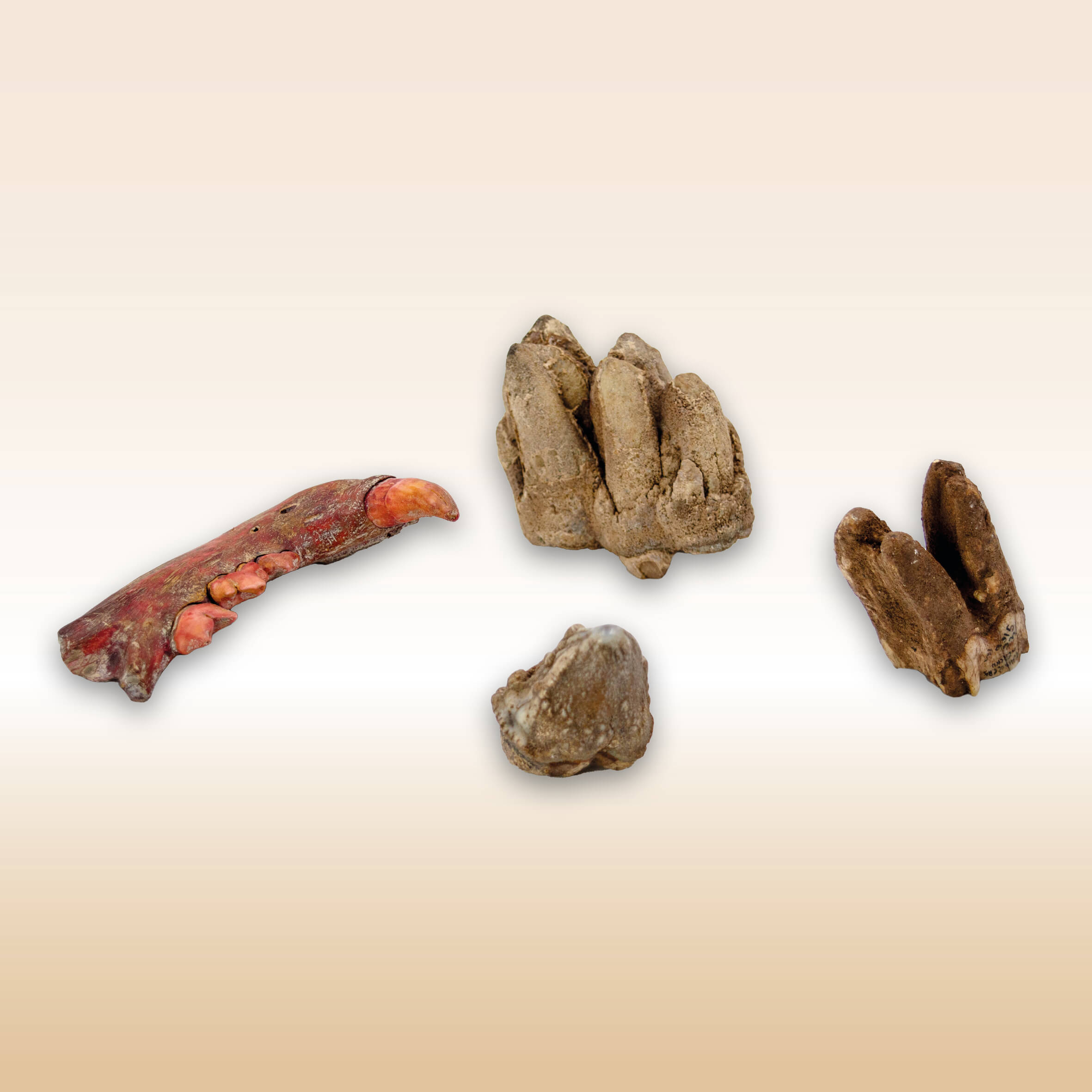 DENTI DI ANIMALI